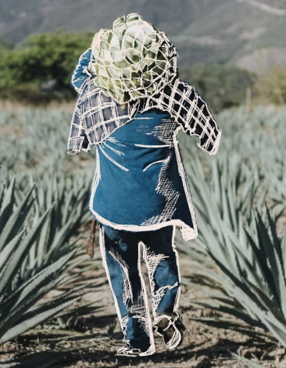 Mezcal Unión - Proceso de Producción