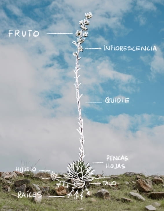 Mezcal Unión - Anatomía del agave