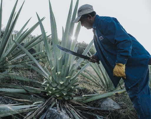 Mezcal Unión - Production Process JIMA (HARVESTING)