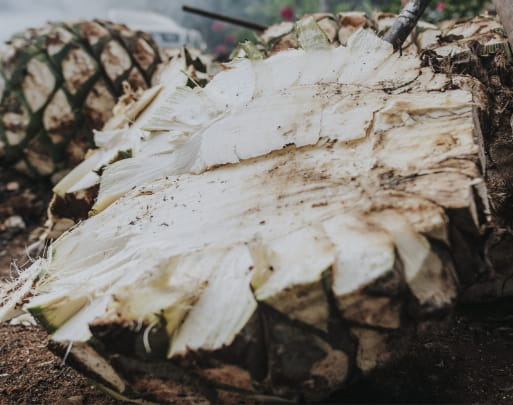 Mezcal Unión - Production Process JIMA (HARVESTING)