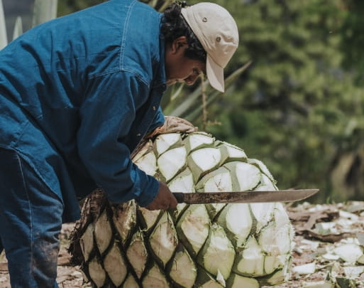 Mezcal Unión - Production Process JIMA (HARVESTING)