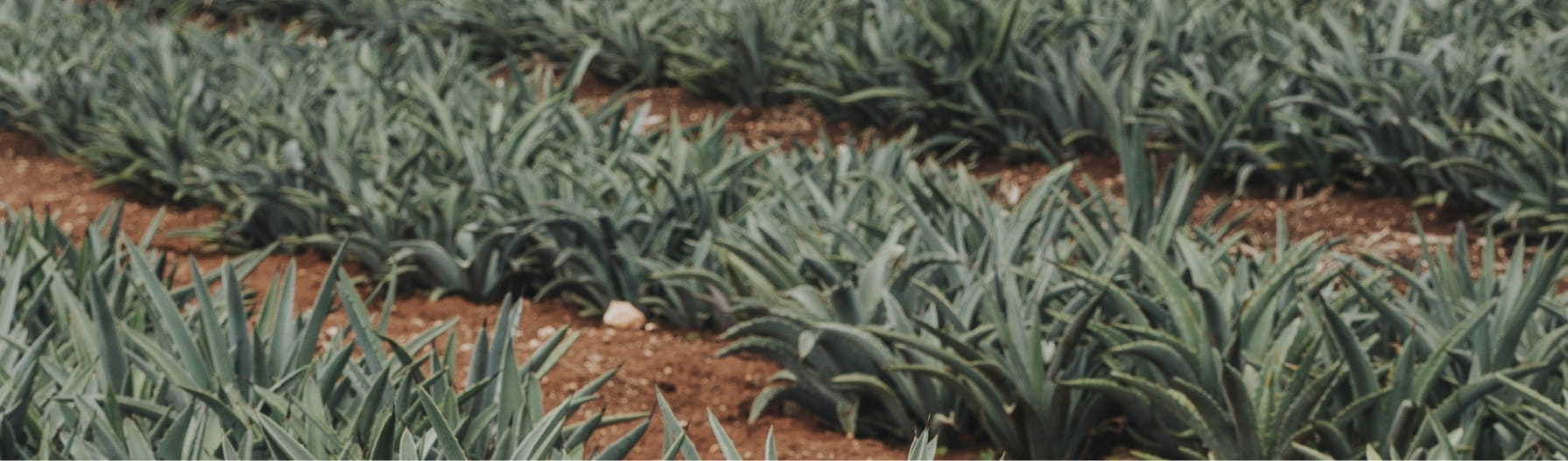 Mezcal Unión - Proceso de producción Siembra