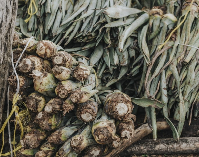 Mezcal Unión - Proceso de producción Siembra